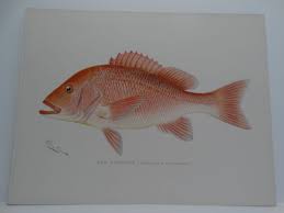 Image result for Lutjanus campechanus
