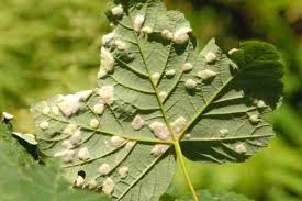 Attēlu rezultāti vaicājumam “Acalitus longisetosus”