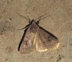 Attēlu rezultāti vaicājumam “Xestia baja”