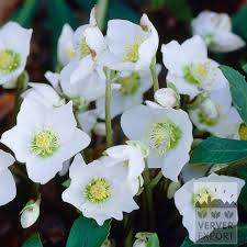 Attēlu rezultāti vaicājumam “Helleborus niger”