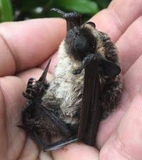 Attēlu rezultāti vaicājumam “Vespertilio murinus”