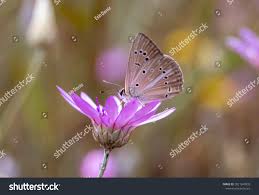 Attēlu rezultāti vaicājumam “Agrodiaetus amandus”