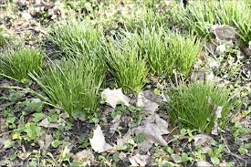 Attēlu rezultāti vaicājumam “Ornithogalum umbellatum”