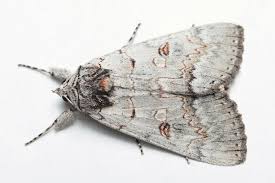 Attēlu rezultāti vaicājumam “Catocala pacta”