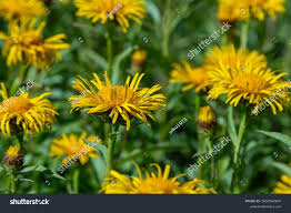 Attēlu rezultāti vaicājumam “Inula salicina leaf”