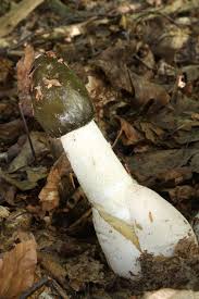 Attēlu rezultāti vaicājumam “Phallus impudicus”