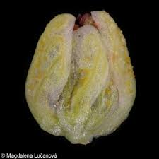 Attēlu rezultāti vaicājumam “Persicaria lapathifolia fruit”