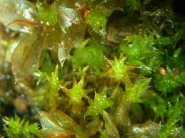 Attēlu rezultāti vaicājumam “Dicranella staphylina macro”