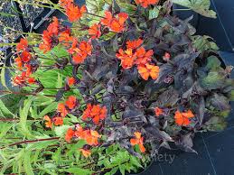 Attēlu rezultāti vaicājumam “Silene x arkwrightii Vesuvius flower”
