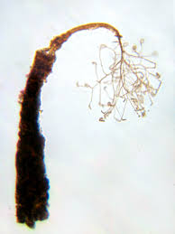 Attēlu rezultāti vaicājumam “Clastoderma debaryanum”