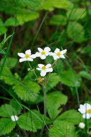 Attēlu rezultāti vaicājumam “Fragaria moschata flower”