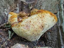 Attēlu rezultāti vaicājumam “Buglossoporus quercinus”