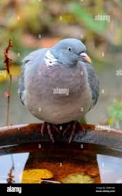 Attēlu rezultāti vaicājumam “Columba palumbus adult”