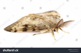 Attēlu rezultāti vaicājumam “Cleora cinctaria”