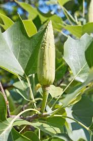 Attēlu rezultāti vaicājumam “Liriodendron tulipifera fruit”