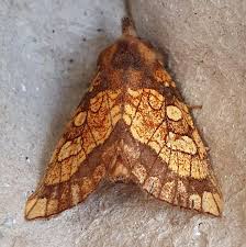 Attēlu rezultāti vaicājumam “Gortyna flavago”