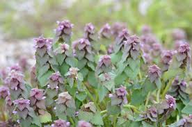 Attēlu rezultāti vaicājumam “Lamium purpureum leaf”