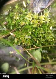 Attēlu rezultāti vaicājumam “Tortula truncata”