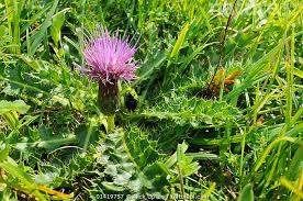 Attēlu rezultāti vaicājumam “Cirsium acaule”