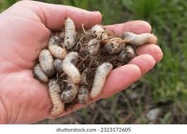 Attēlu rezultāti vaicājumam “Meloe sp. larva”