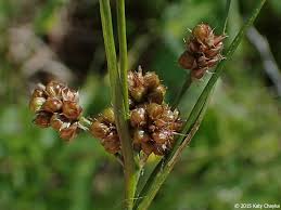 Attēlu rezultāti vaicājumam “Luzula multiflora”