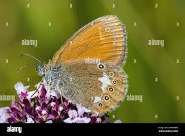 Attēlu rezultāti vaicājumam “Coenonympha glycerion underside”