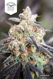 Attēlu rezultāti vaicājumam “Cannabis sativa fruit”