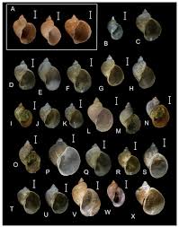 Attēlu rezultāti vaicājumam “Lycogala botrydium young”
