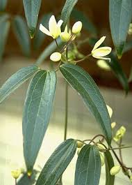 Attēlu rezultāti vaicājumam “Clematis leaf”