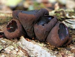 Attēlu rezultāti vaicājumam “Bulgaria inquinans”