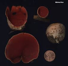 Attēlu rezultāti vaicājumam “Sarcoscypha austriaca”