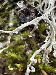 Attēlu rezultāti vaicājumam “Ramalina pollinaria”