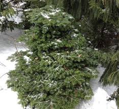 Attēlu rezultāti vaicājumam “Abies mariesii”