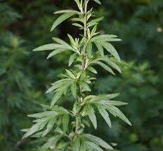 Attēlu rezultāti vaicājumam “Artemisia vulgaris”