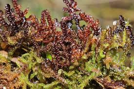 Attēlu rezultāti vaicājumam “Scorpidium revolvens”