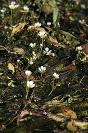 Attēlu rezultāti vaicājumam “Batrachium circinatum”