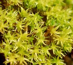 Attēlu rezultāti vaicājumam “Dichodontium pellucidum macro”