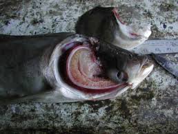 Image result for Hypophthalmichthys nobilis