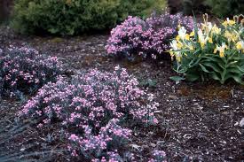 Attēlu rezultāti vaicājumam “Andromeda polifolia fruit”