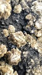 Attēlu rezultāti vaicājumam “Coriolopsis trogii”