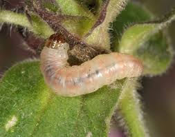 Attēlu rezultāti vaicājumam “Perizoma affinitata”