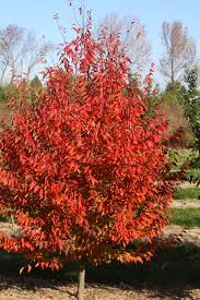 Attēlu rezultāti vaicājumam “Carpinus caroliniana”