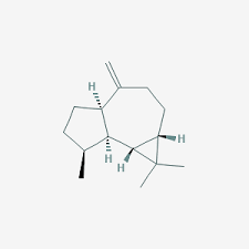 Attēlu rezultāti vaicājumam “Trilophozia quinquedentata”