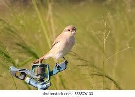 Image result for Lanius isabellinus