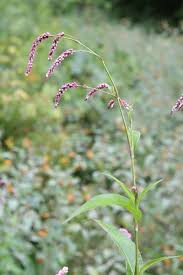 Attēlu rezultāti vaicājumam “Persicaria lapathifolia”