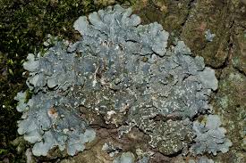 Attēlu rezultāti vaicājumam “Punctelia subrudecta”