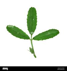 Attēlu rezultāti vaicājumam “Melilotus officinalis leaf”