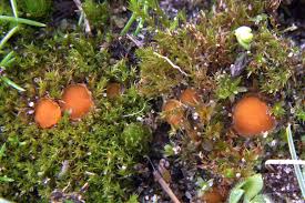 Attēlu rezultāti vaicājumam “Lamprospora tortulae-ruralis”