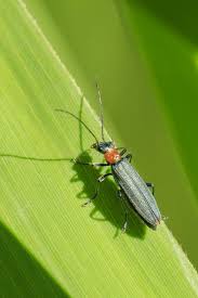 Attēlu rezultāti vaicājumam “Oedemera croceicollis”