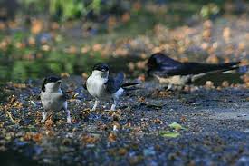 Attēlu rezultāti vaicājumam “Delichon urbicum adult”